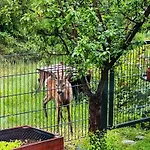 Am Waldesrand - Garten, Terrasse, Grill, Luftkuehler, Massagesessel, Kinderspielecke, Spielekonsole *